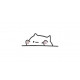 Baby Cat