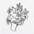 Cat With Blossoms Line Art