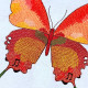 Musical Butterfly Musical Butterfly