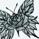 Rose Butterfly Rose Butterfly