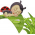 Sleeping Lady Bug