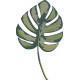 Monstera Leaf Monstera Leaf