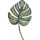 Monstera Leaf Monstera Leaf
