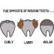 The Wisdom Of Opposite Teeth The Wisdom Of Opposite Teeth