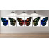 Butterfly Series Wall Art Printable 2