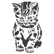 Shy Cat