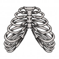 Ribcage Bones