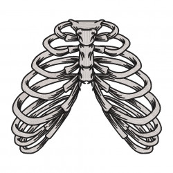Ribcage Bones