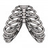 Ribcage Bones