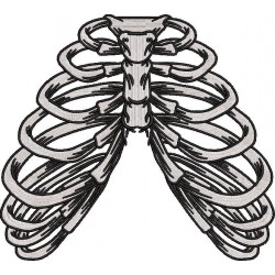 Ribcage Bones