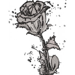 Rose With Water