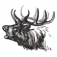 Deer Sketch