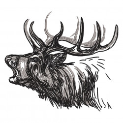 Deer Sketch