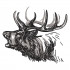 Deer Sketch