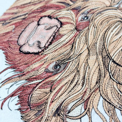 Fluffy Scottish Highland Cow