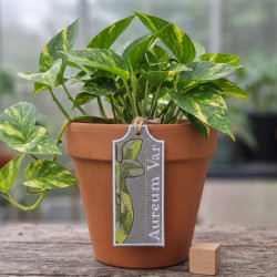 Aureum Var ITH Plant Tag