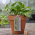 Aureum Var ITH Plant Tag