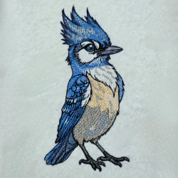 Blue Jay Bird