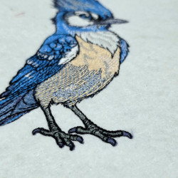 Blue Jay Bird