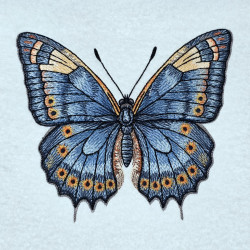 Blue Morpho Butterfly