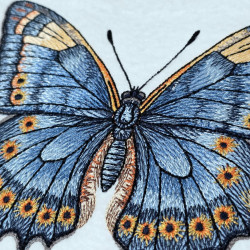 Blue Morpho Butterfly