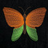 Bright Blending Butterfly