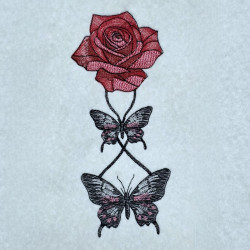 Butterfly Embrace Around The Rose