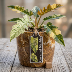 Caramel Marble ITH Plant Tag