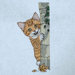 Curious Tabby Peeking Cat