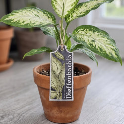Dieffenbachia ITH Plant Tag