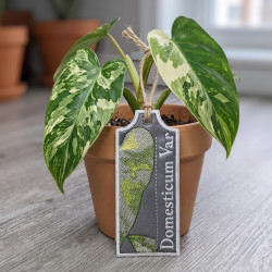 Domesticum Var ITH Plant Tag