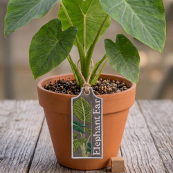 Elephant Ear ITH Plant Tag