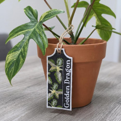Golden Dragon ITH Plant Tag