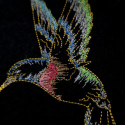 Graceful Hummingbird