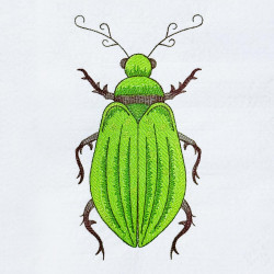 Green Beetle Insect