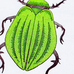 Green Beetle Insect