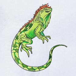 Green Iguana Lizard