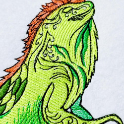 Green Iguana Lizard