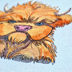 Grumpy Southern Highland Cow