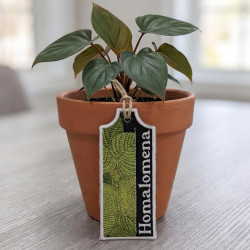 Homalomena ITH Plant Tag