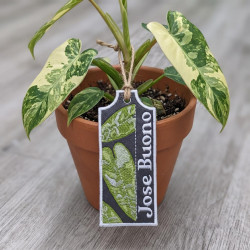 Jose Buono ITH Plant Tag
