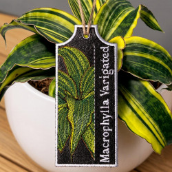 Macrophylla Varigated ITH Plant Tag