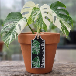 Monstera Albo ITH Plant Tag