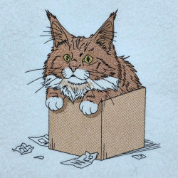 Orange Cat In A Cardboard Box