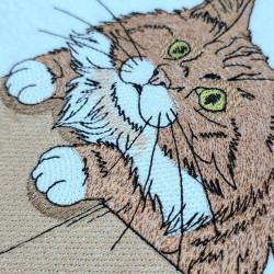 Orange Cat In A Cardboard Box