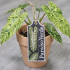Paraiso Verde ITH Plant Tag