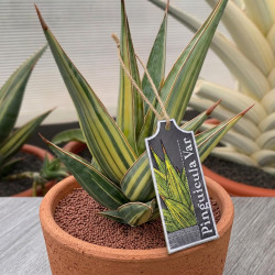 Pinguicula Var ITH Plant Tag