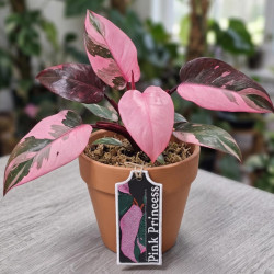 Pink Princess ITH Plant Tag