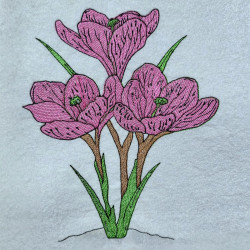 Purple Crocus Flowers