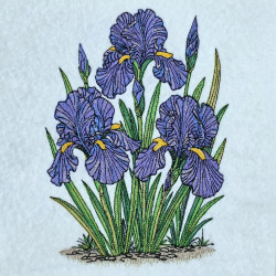 Purple Iris Flower